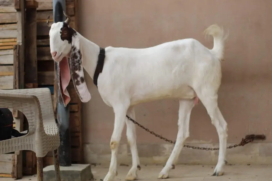gulabi bakri kheeri — photo 4