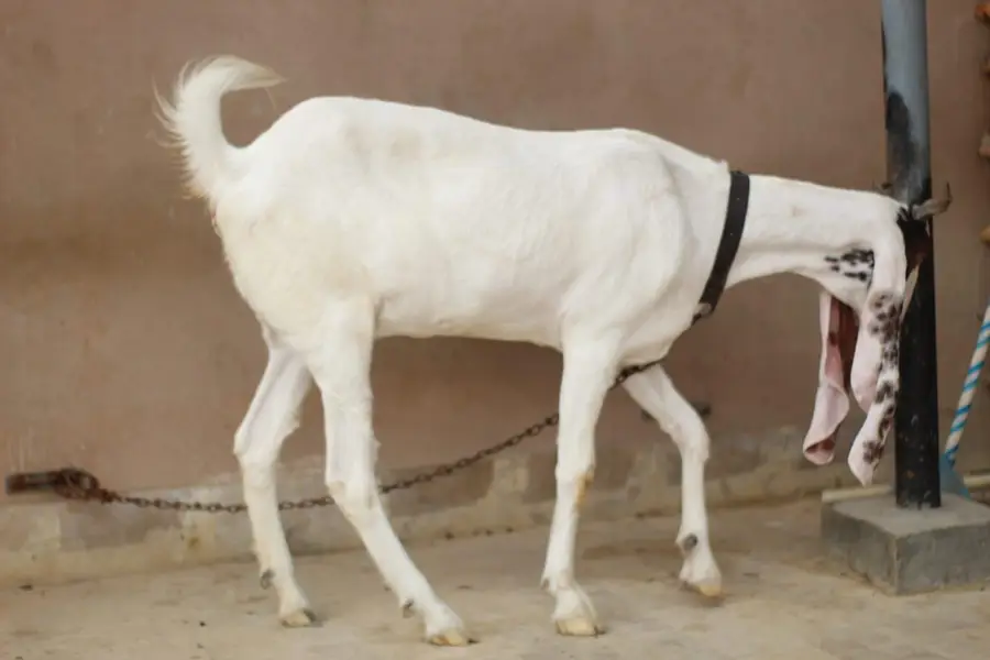 gulabi bakri kheeri — photo 5