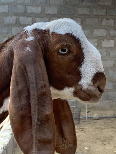 MashaAllah Ablak Munda (White Eyes)