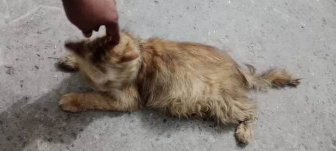 pure Persian cat