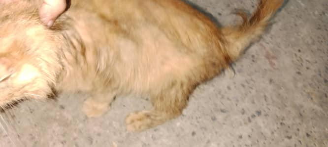 pure Persian cat,,03271319006 only what's app