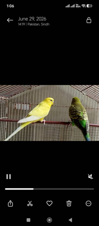 AUSTRALIAN PARROT