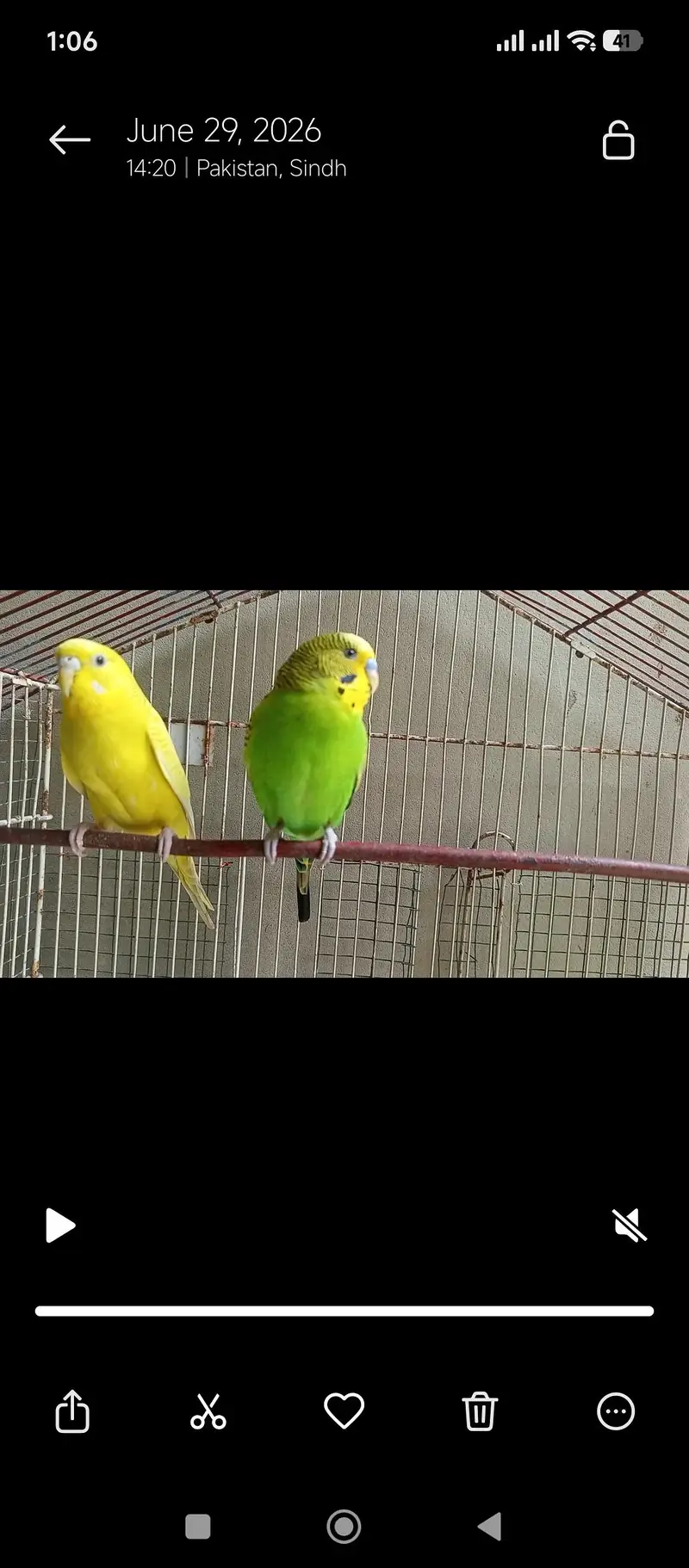 AUSTRALIAN PARROT — photo 2