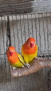 Love Birds total 7 hain