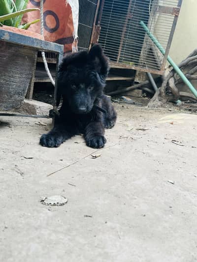Black gsd pup for sale