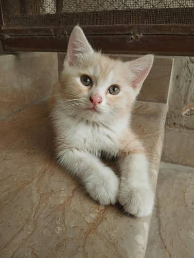 Male Persian kitten  For Sale