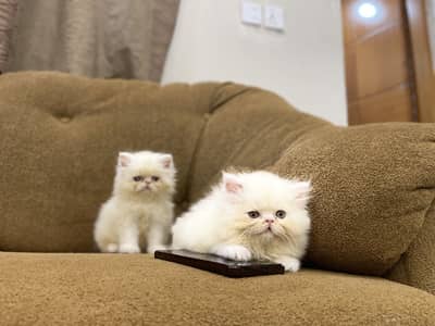 Piki face Kitten triple cord
