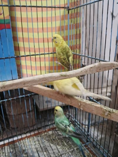 BREEDER PAIR WITH BREED HISTORY