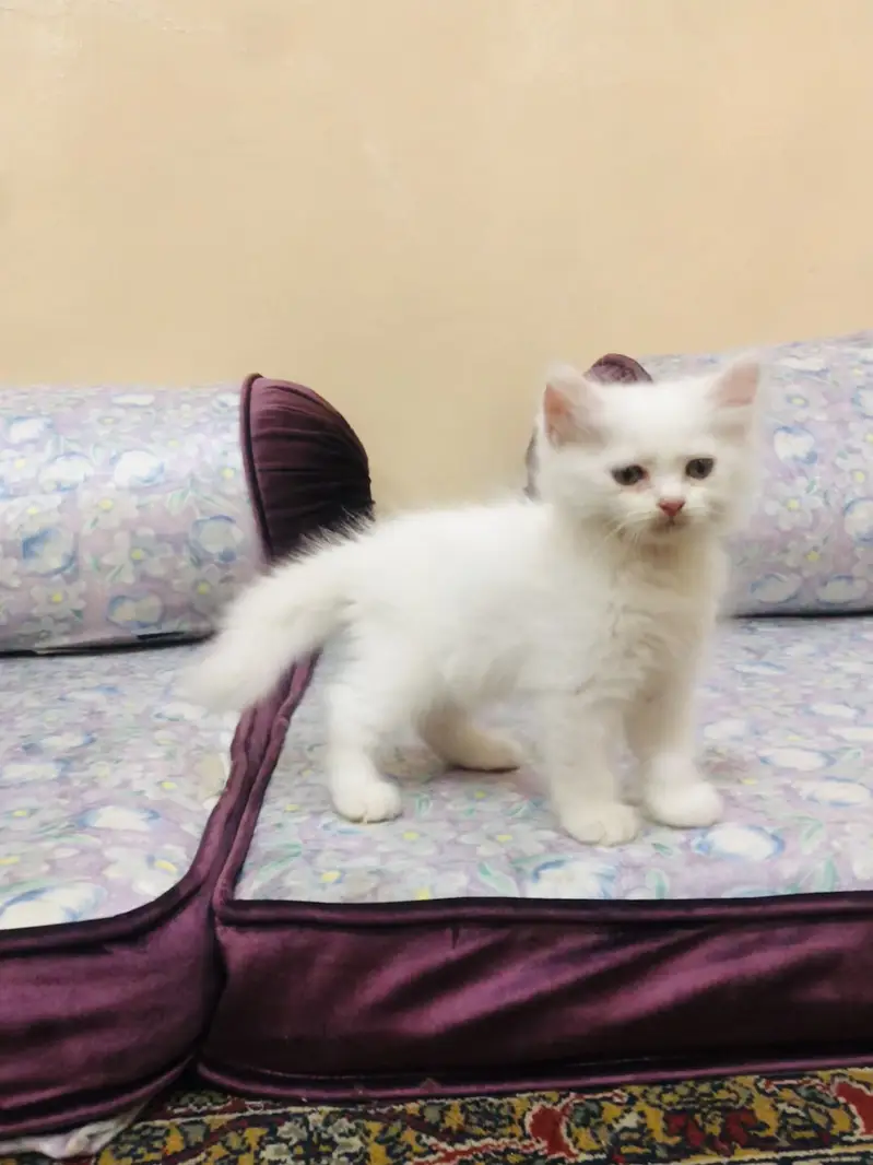 Triple coat babies — photo 2