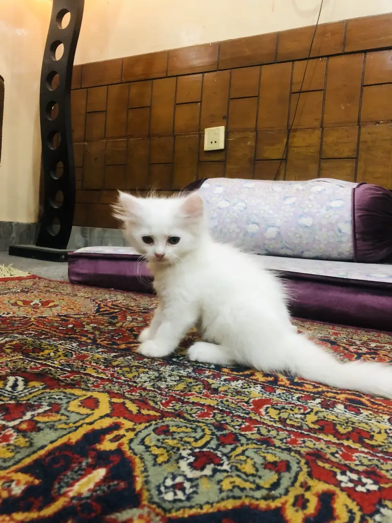 Triple coat babies — photo 3