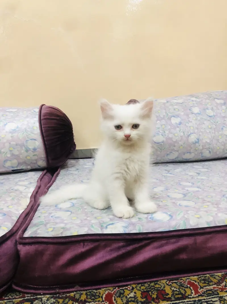 Triple coat babies — photo 4