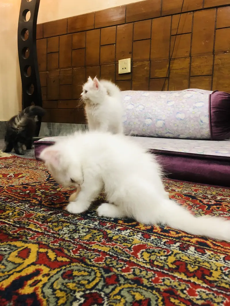 Triple coat babies — photo 5