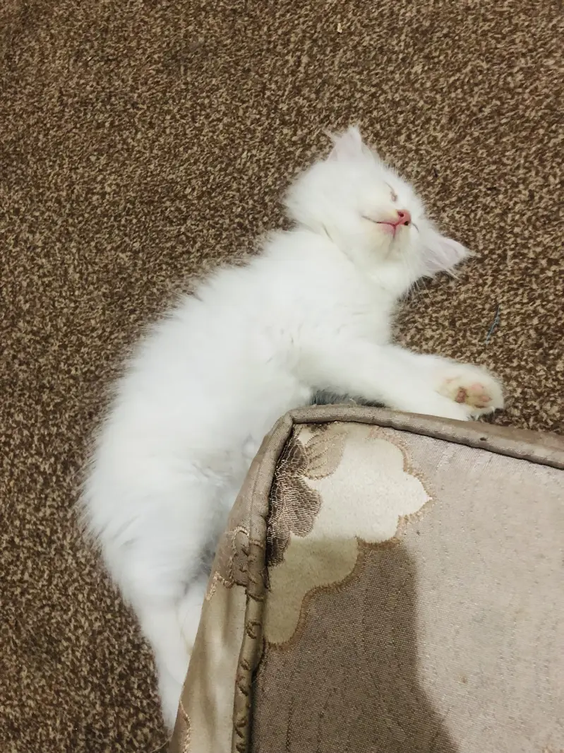 Triple coat babies — photo 6