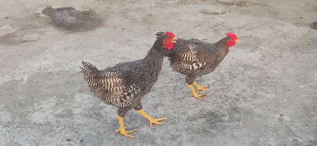 Plymouth Rock Heritage, Yellow legs Males available