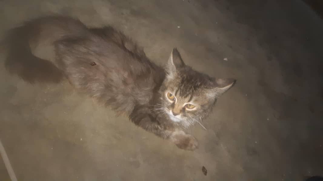perion cat 0