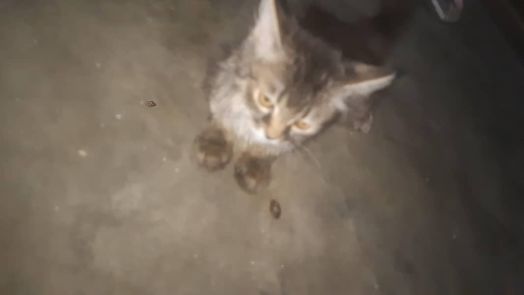 perion cat 1