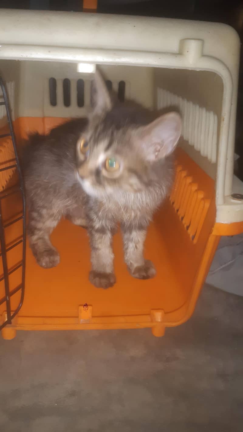 perion cat 2