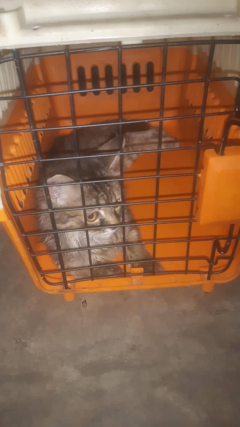 perion cat 3