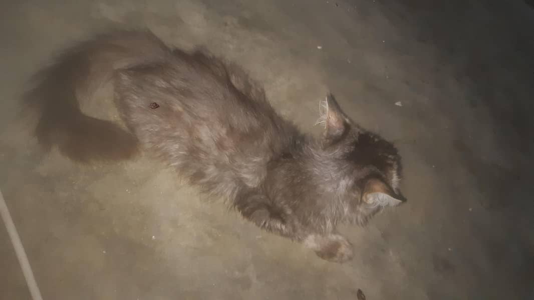 perion cat 4