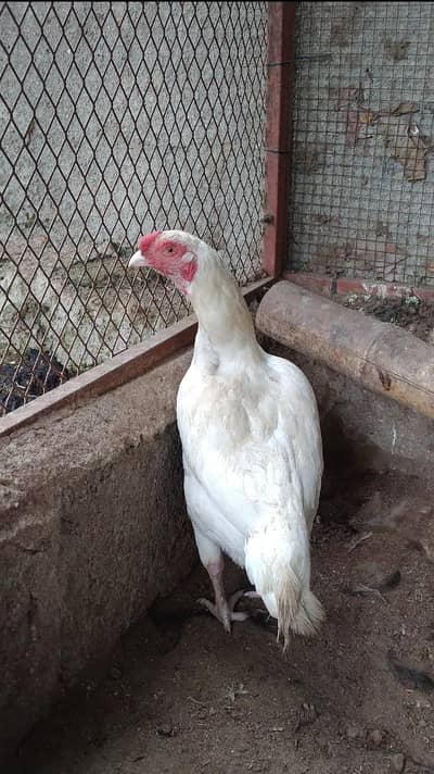 Heera Murgiyan