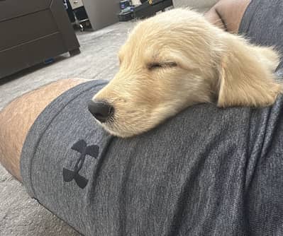 Golden Retriever for sale