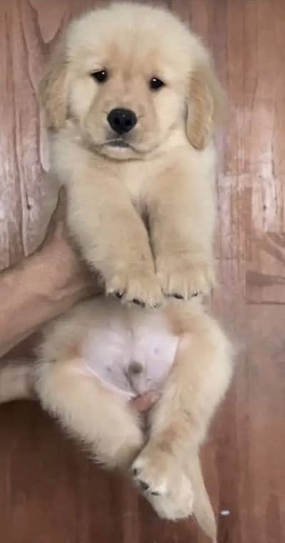 Golden Retriever Puppy/ Golden Retriever Pedigree for sale accessories