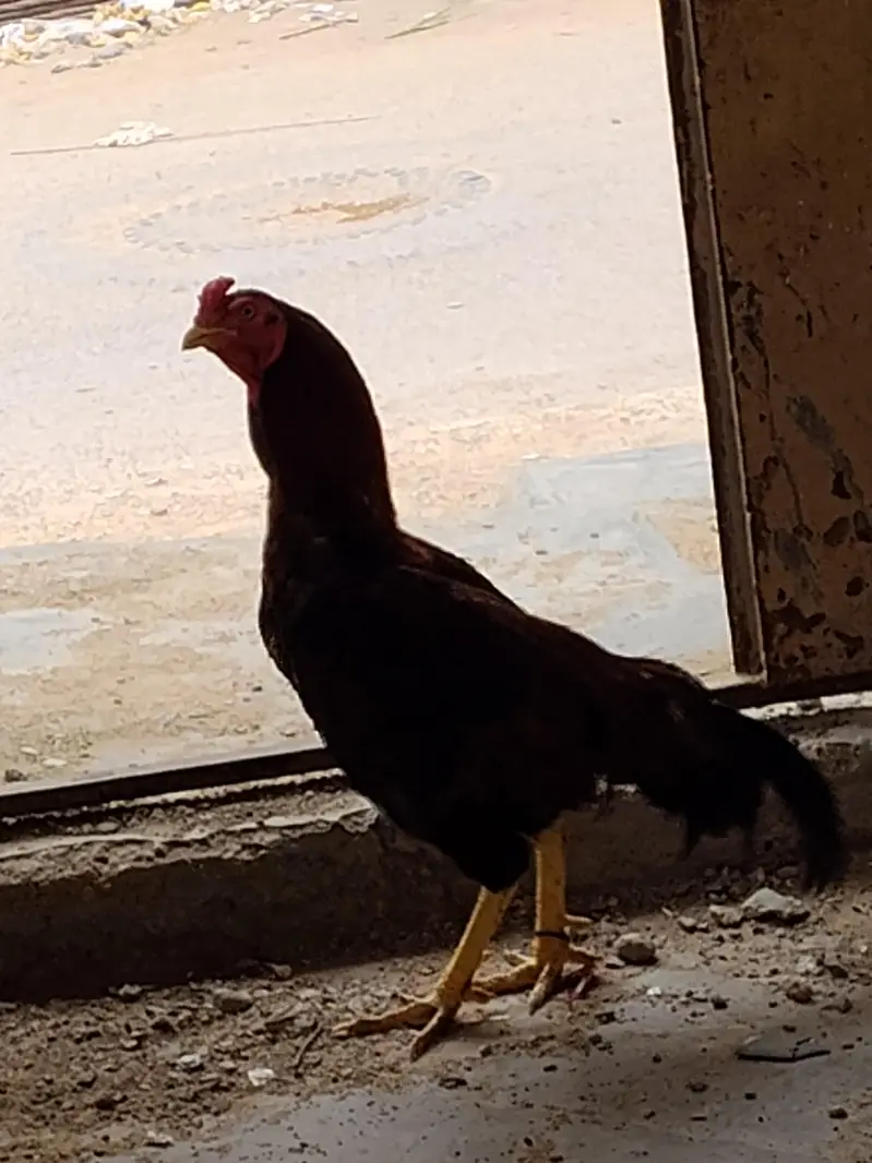 Desi Aseel Murga Murgi for Sale. — photo 8