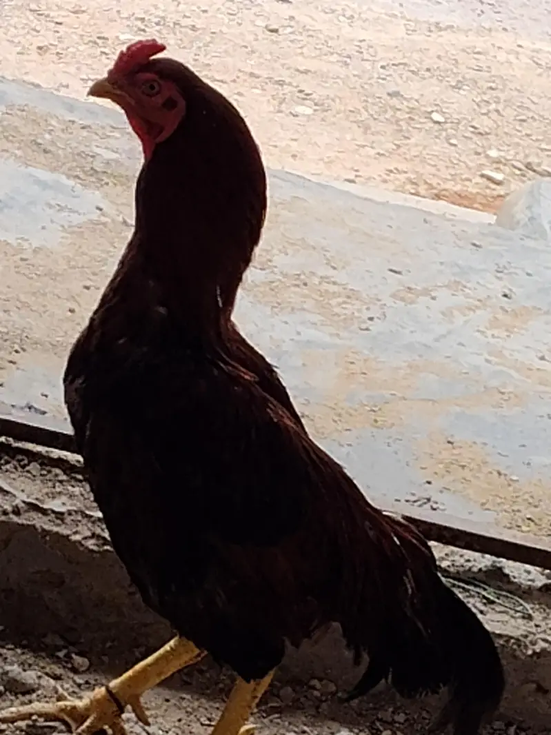 Desi Aseel Murga Murgi for Sale. — photo 9
