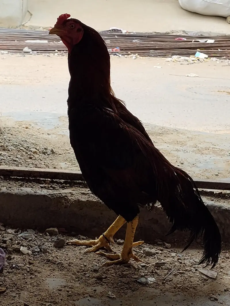 Desi Aseel Murga Murgi for Sale. — photo 10