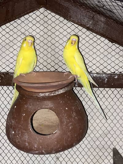 Latino red eye pair breeder eggs bhi diya wa hai