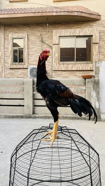 Turkish hint breed