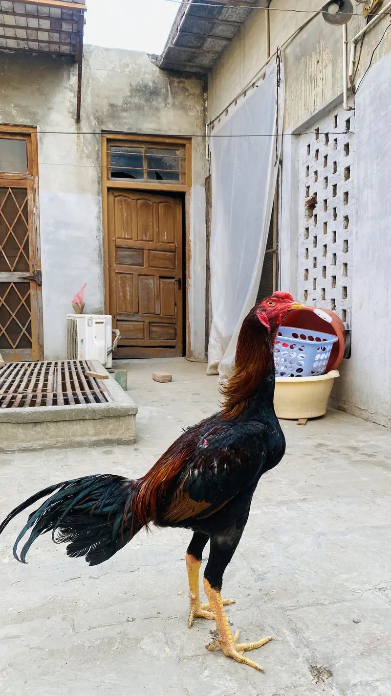 Turkish hint breed — photo 3