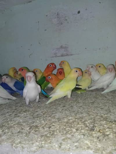 Love brids breeder pear with DNA