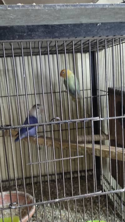 lovebirds