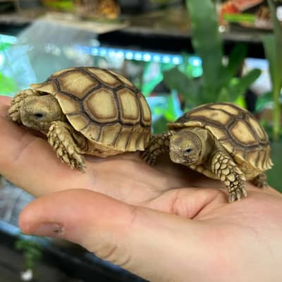 Tortoise/Turtles