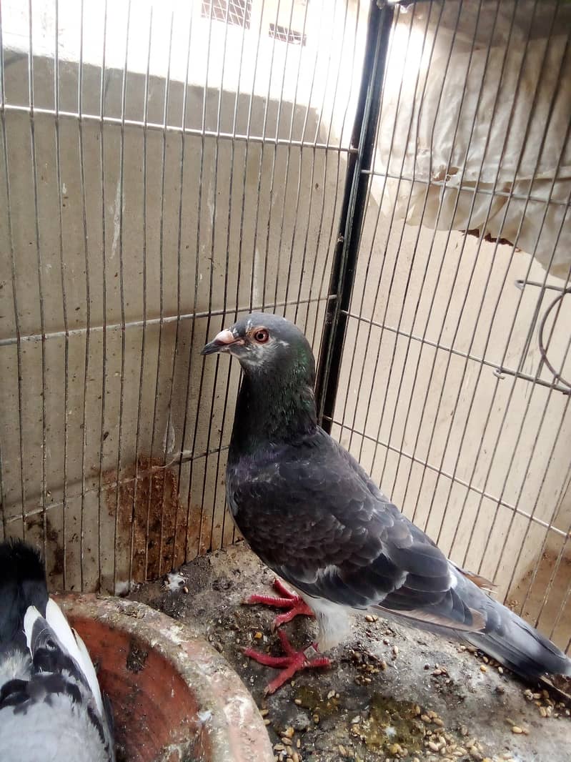 breeder pair 0