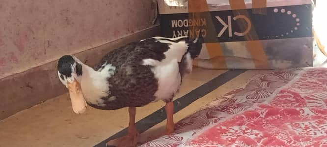 Duck for sell