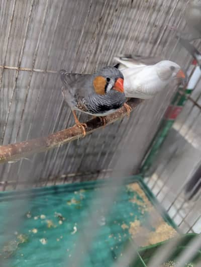 six Undersize active finches and banglines