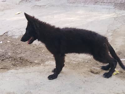 High quality German shepherd female dog