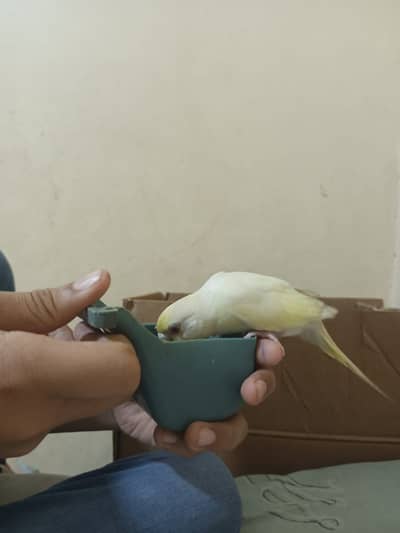 Hand tame red eye budgie