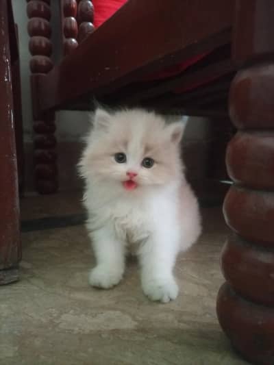 3 cute healthy kittens for sale