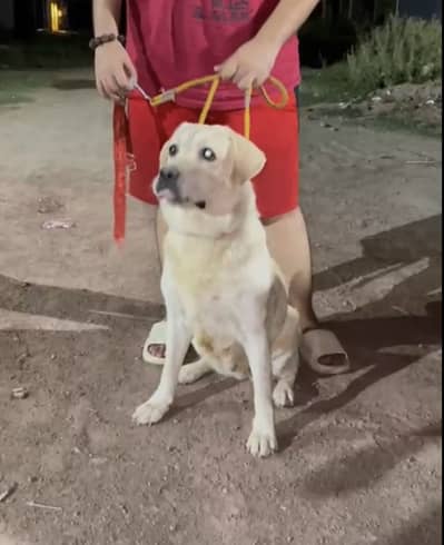 Labrador breeder female for sale