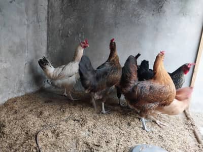 Egg Laying Golden Misri Desi Hens