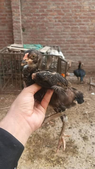 Aseel pure Thai chicks shoq wali chez ha