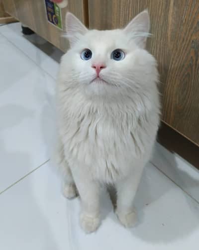 Healthy Male Persian Cat – Ready for a New Home