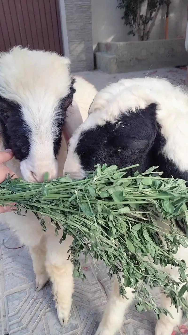 dumba sheep bakra goat mundra kajla larkana abluck gulabi baby sheep — photo 3