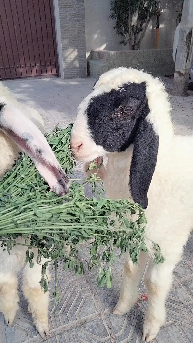 dumba sheep bakra goat mundra kajla larkana abluck gulabi baby sheep — photo 8