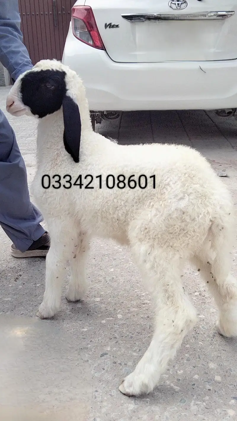 dumba sheep bakra goat mundra kajla larkana abluck gulabi baby sheep — photo 9