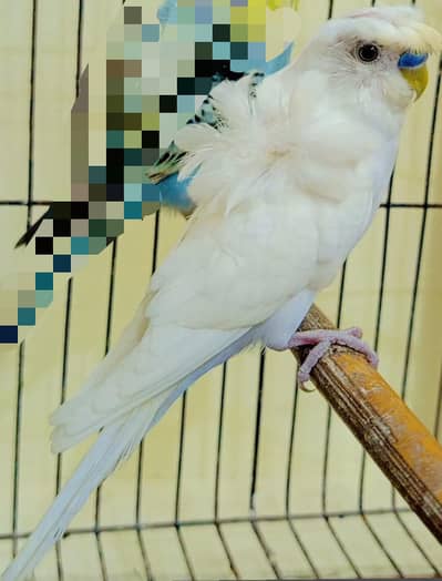 Hogoromo Budgies White Male