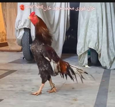 Mianwali Aseel murga slata